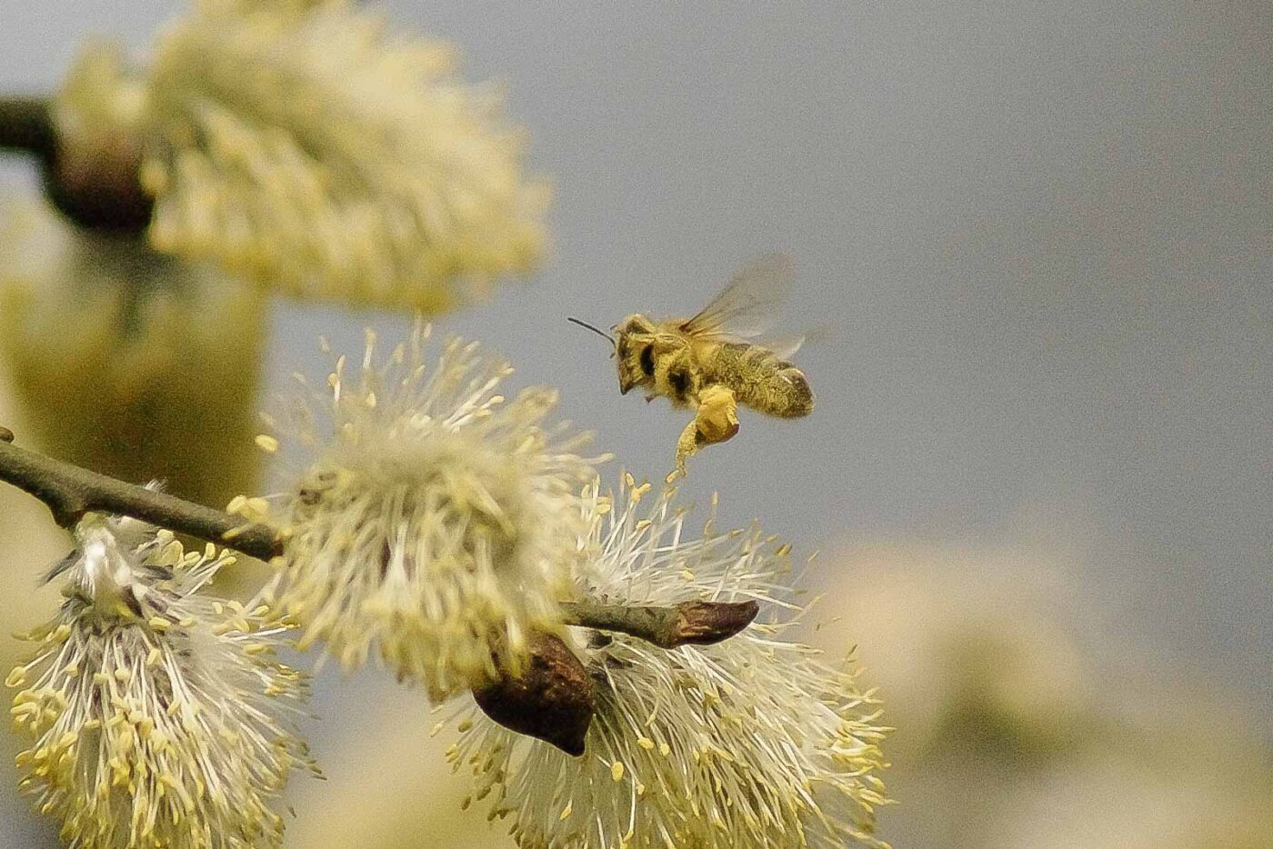 2016-04-10 - NSG Langeloh