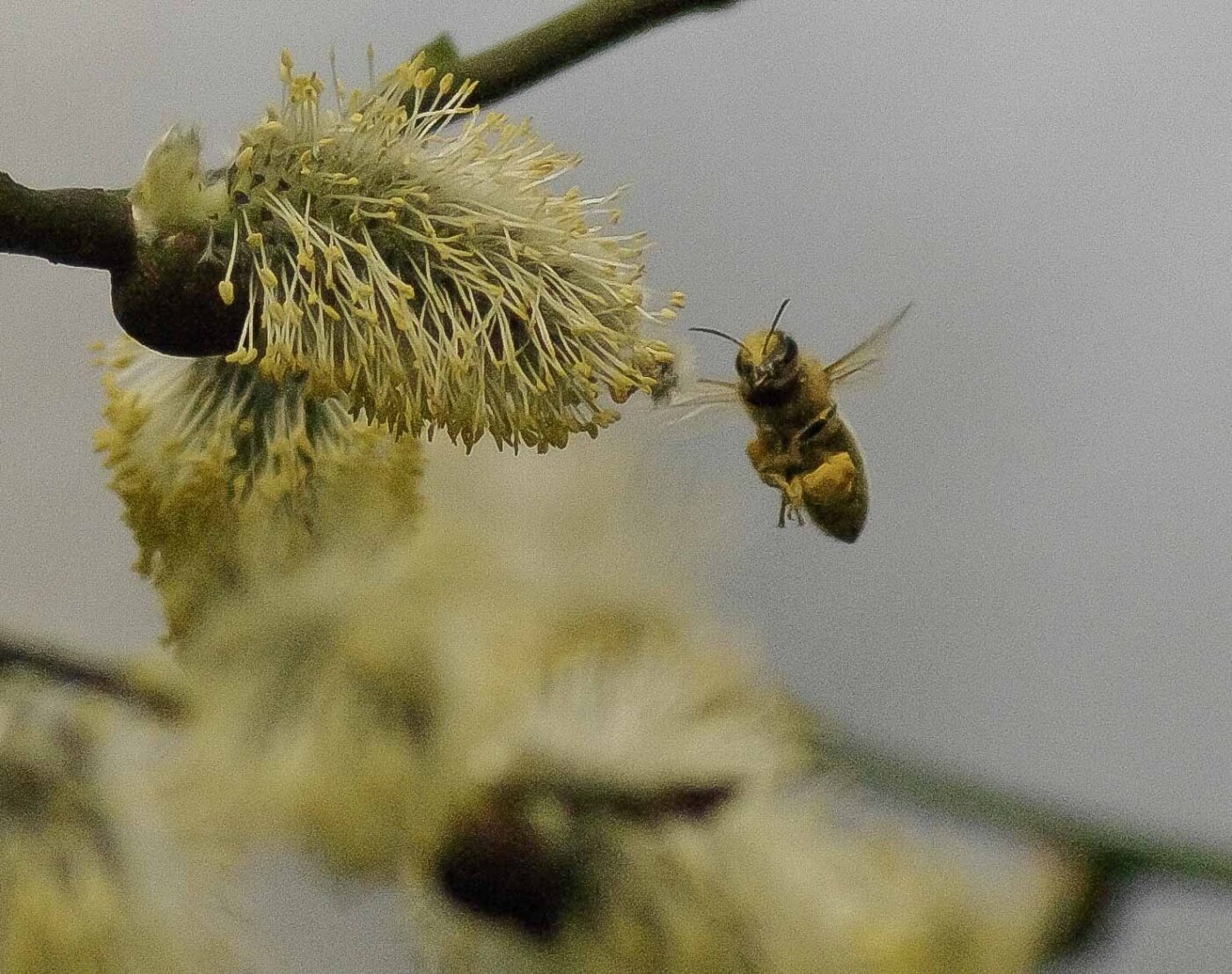 2016-04-10 - NSG Langeloh