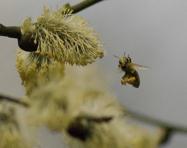 2016-04-10 - NSG Langeloh