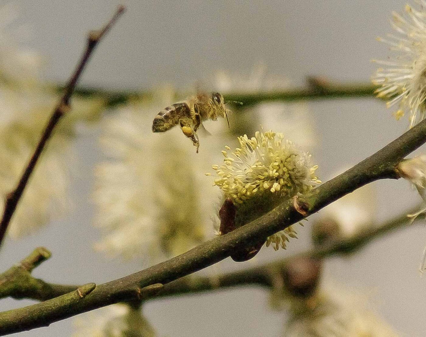 2016-04-10 - NSG Langeloh