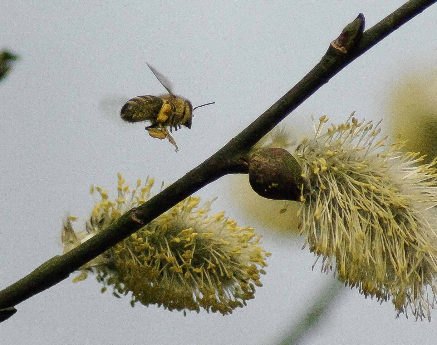 2016-04-10 - NSG Langeloh