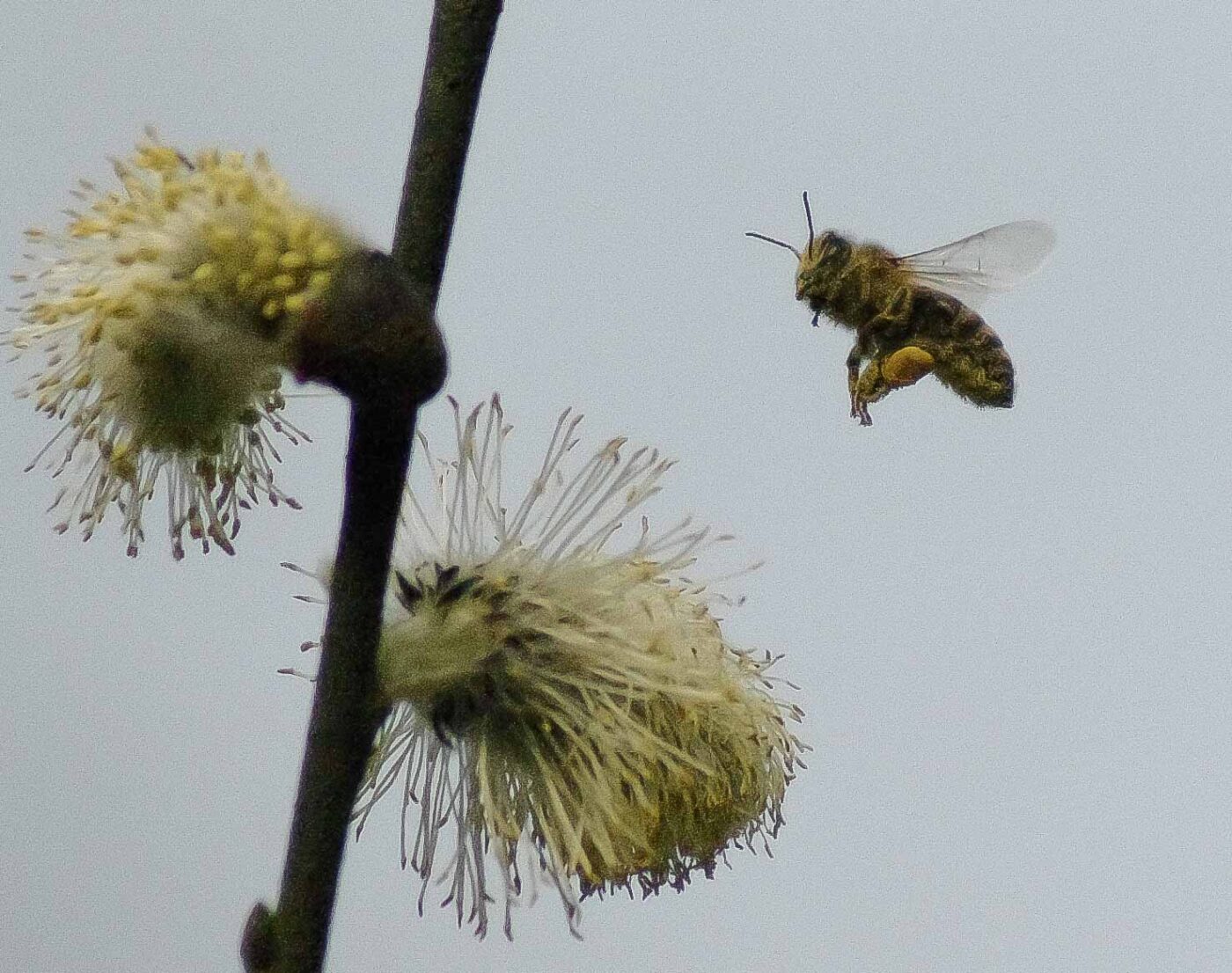 2016-04-10 - NSG Langeloh