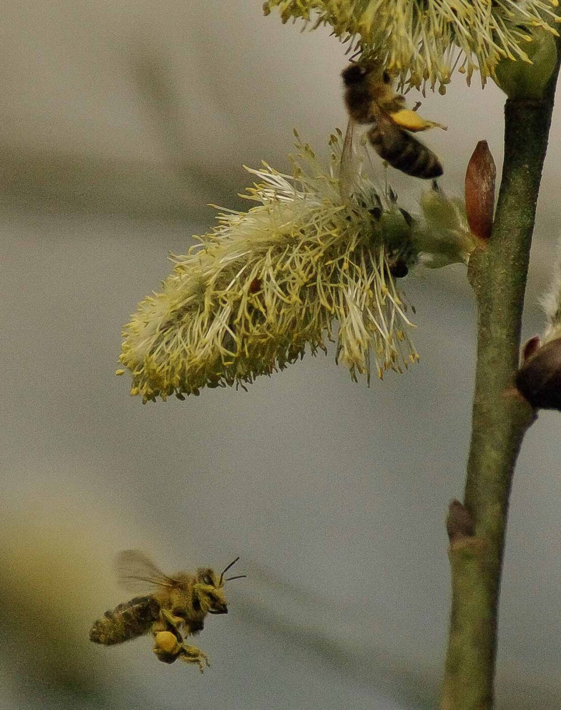 2016-04-10 - NSG Langeloh