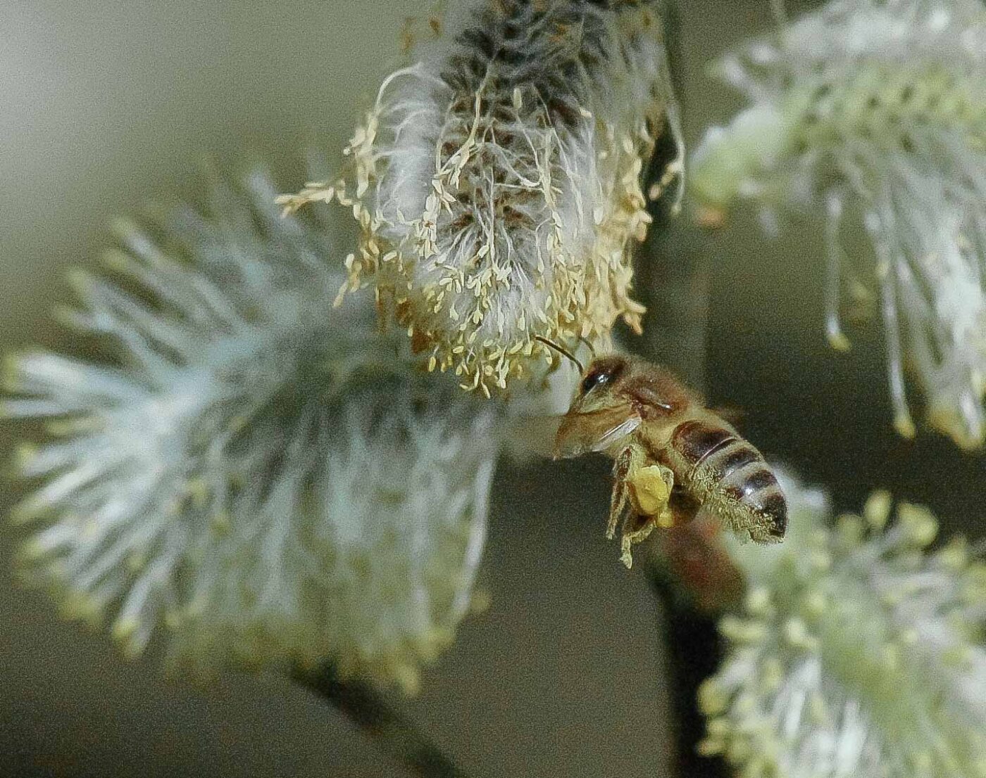 2016-04-10 - NSG Langeloh