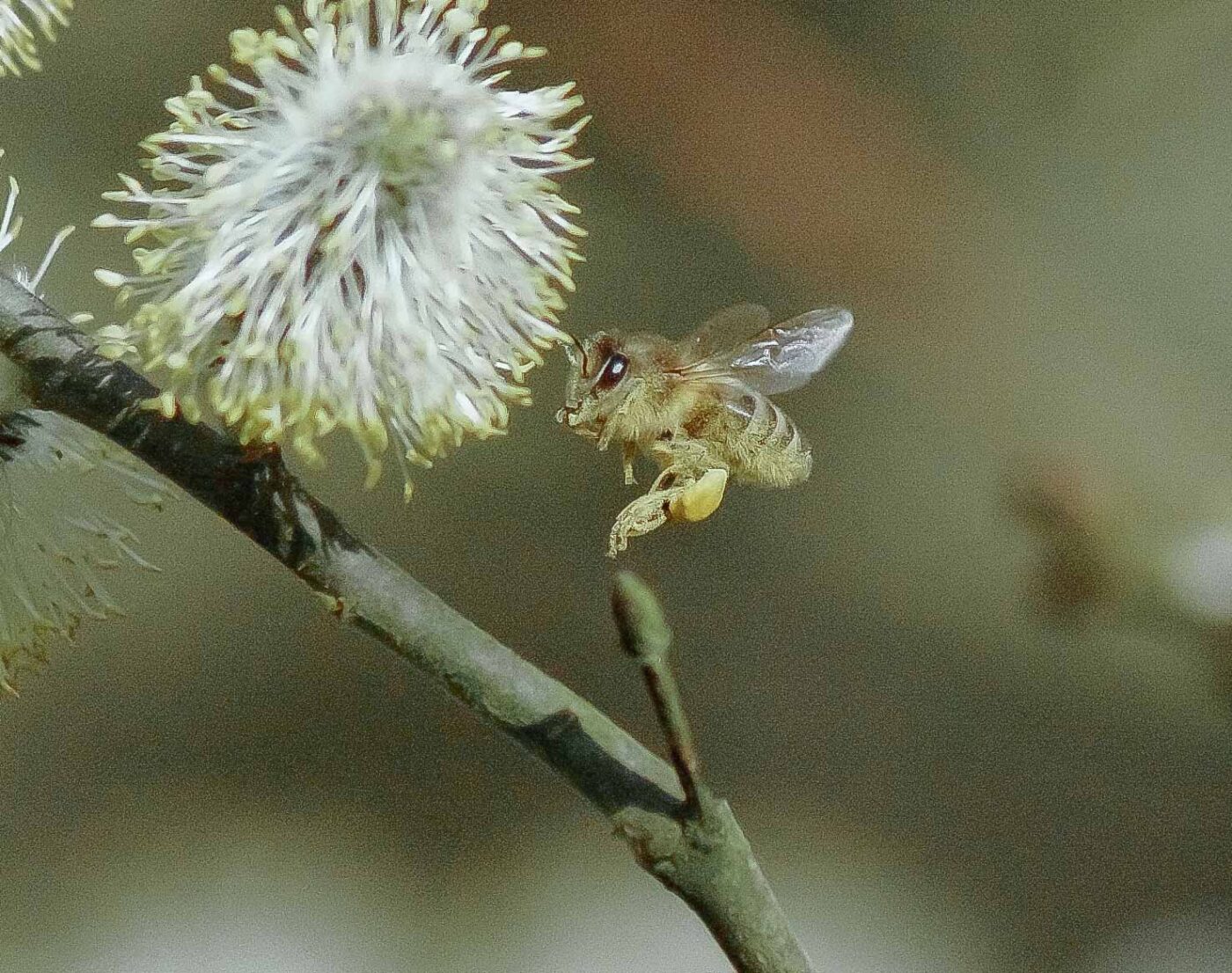 2016-04-10 - NSG Langeloh