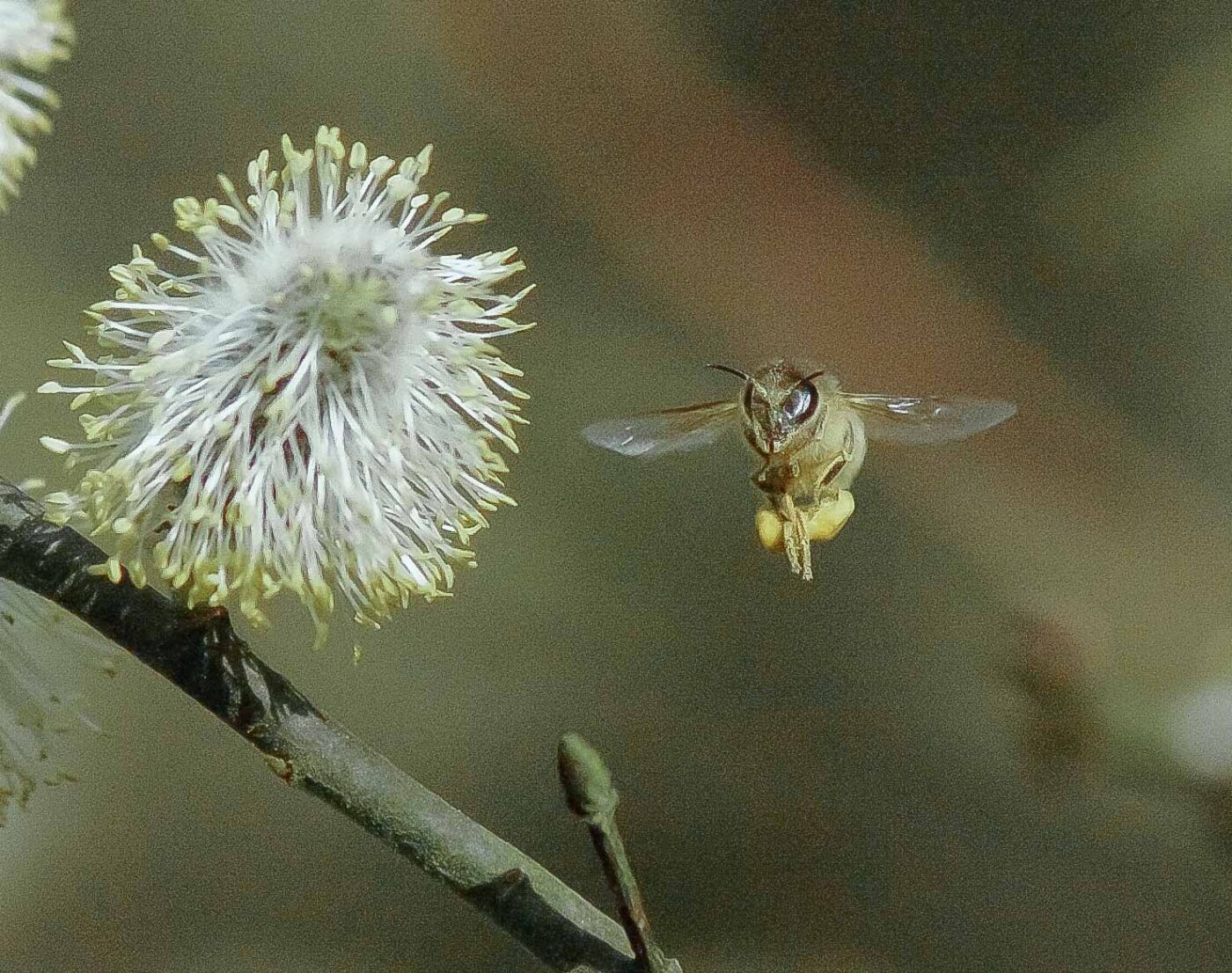 2016-04-10 - NSG Langeloh