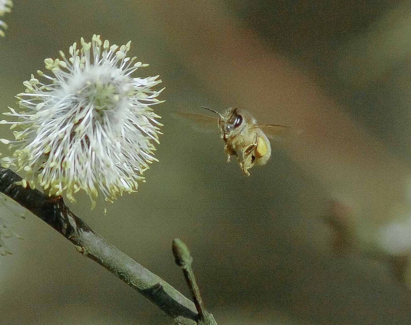 2016-04-10 - NSG Langeloh