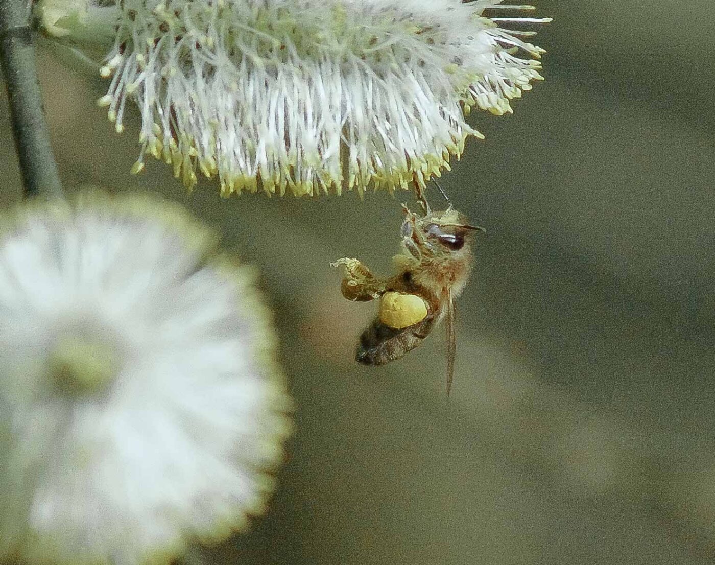 2016-04-10 - NSG Langeloh