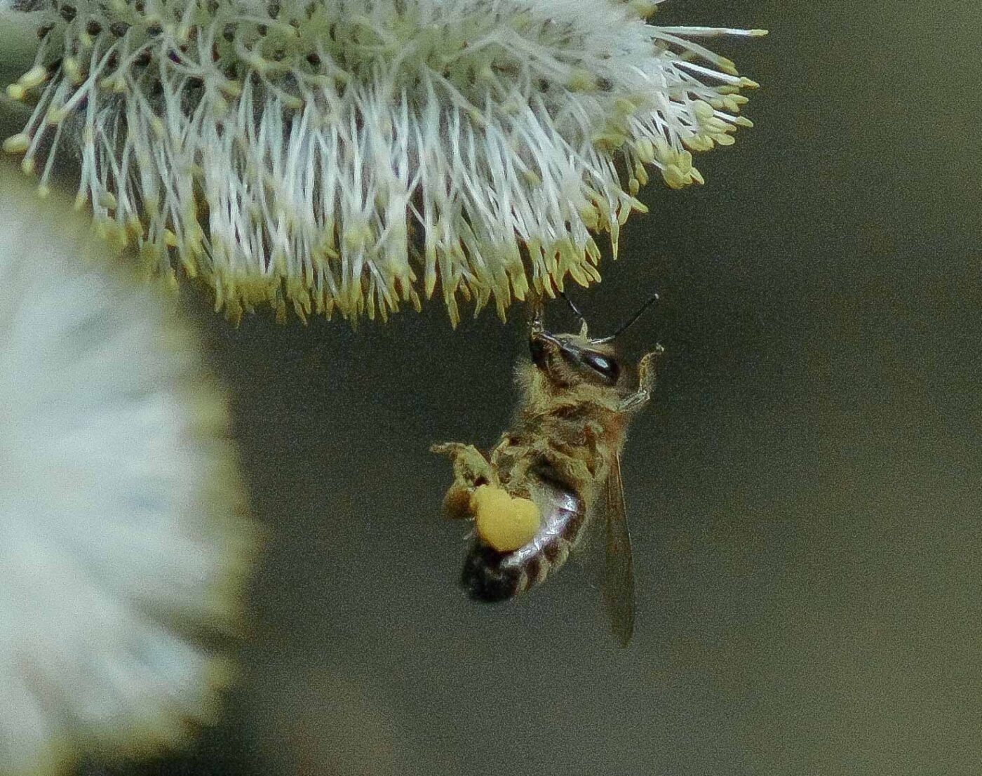 2016-04-10 - NSG Langeloh