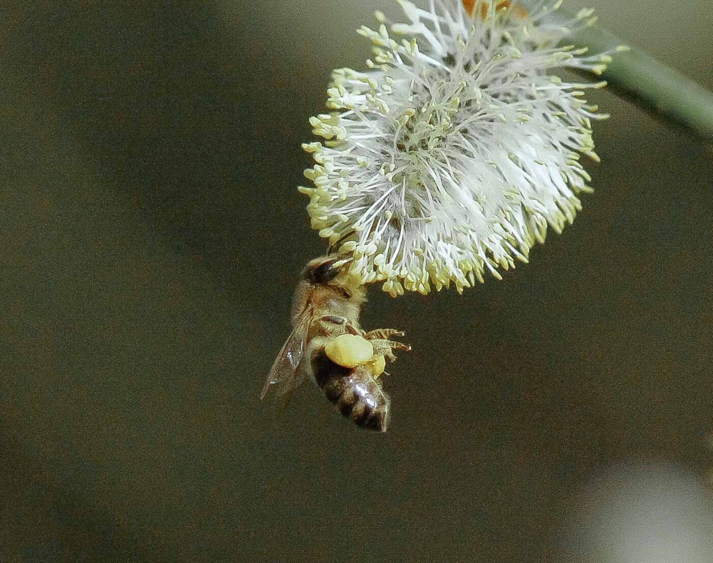 2016-04-10 - NSG Langeloh