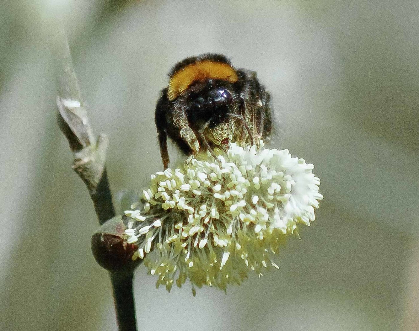 2016-04-10 - NSG Langeloh