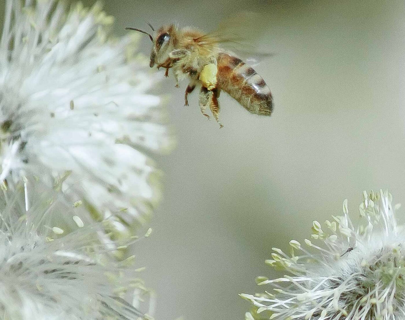 2016-04-10 - NSG Langeloh