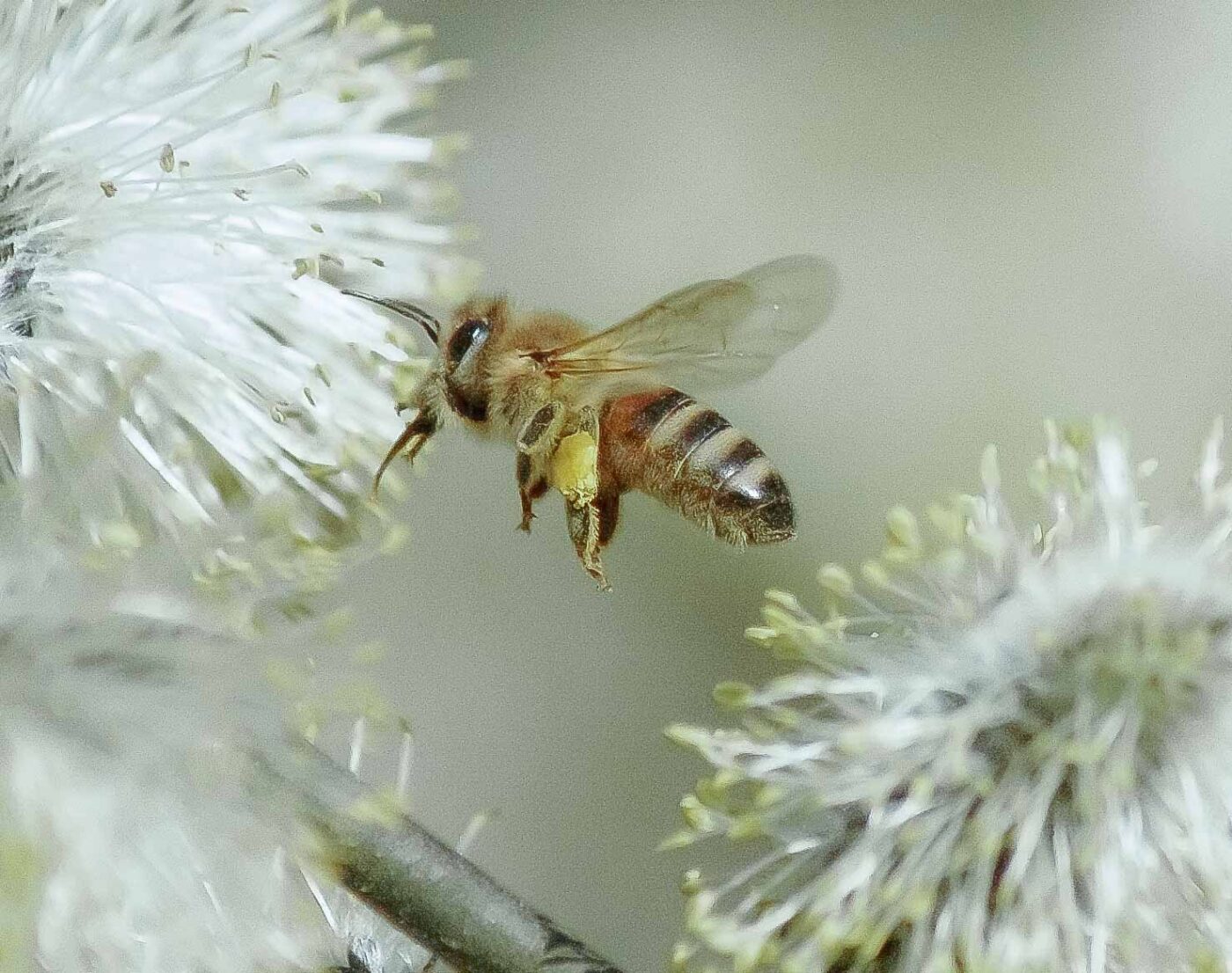 2016-04-10 - NSG Langeloh