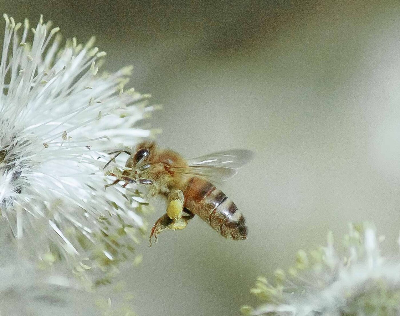 2016-04-10 - NSG Langeloh