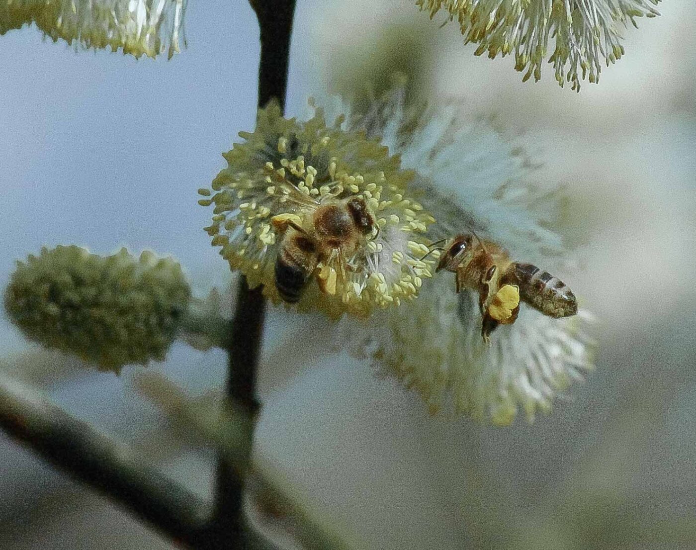 2016-04-10 - NSG Langeloh