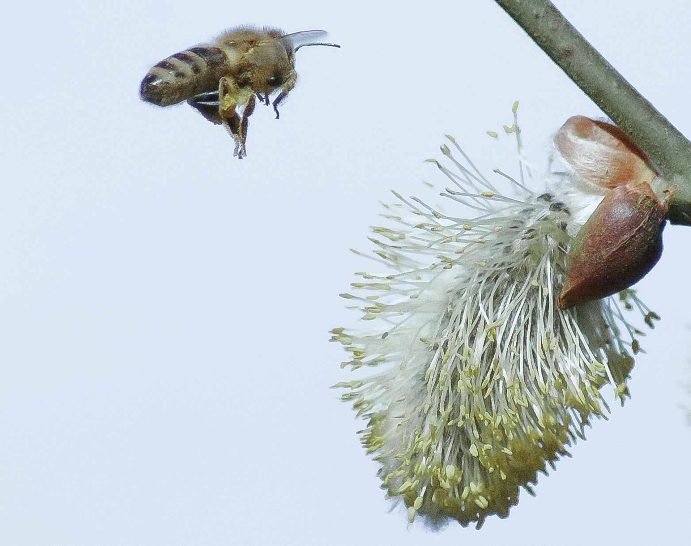 2016-04-10 - NSG Langeloh