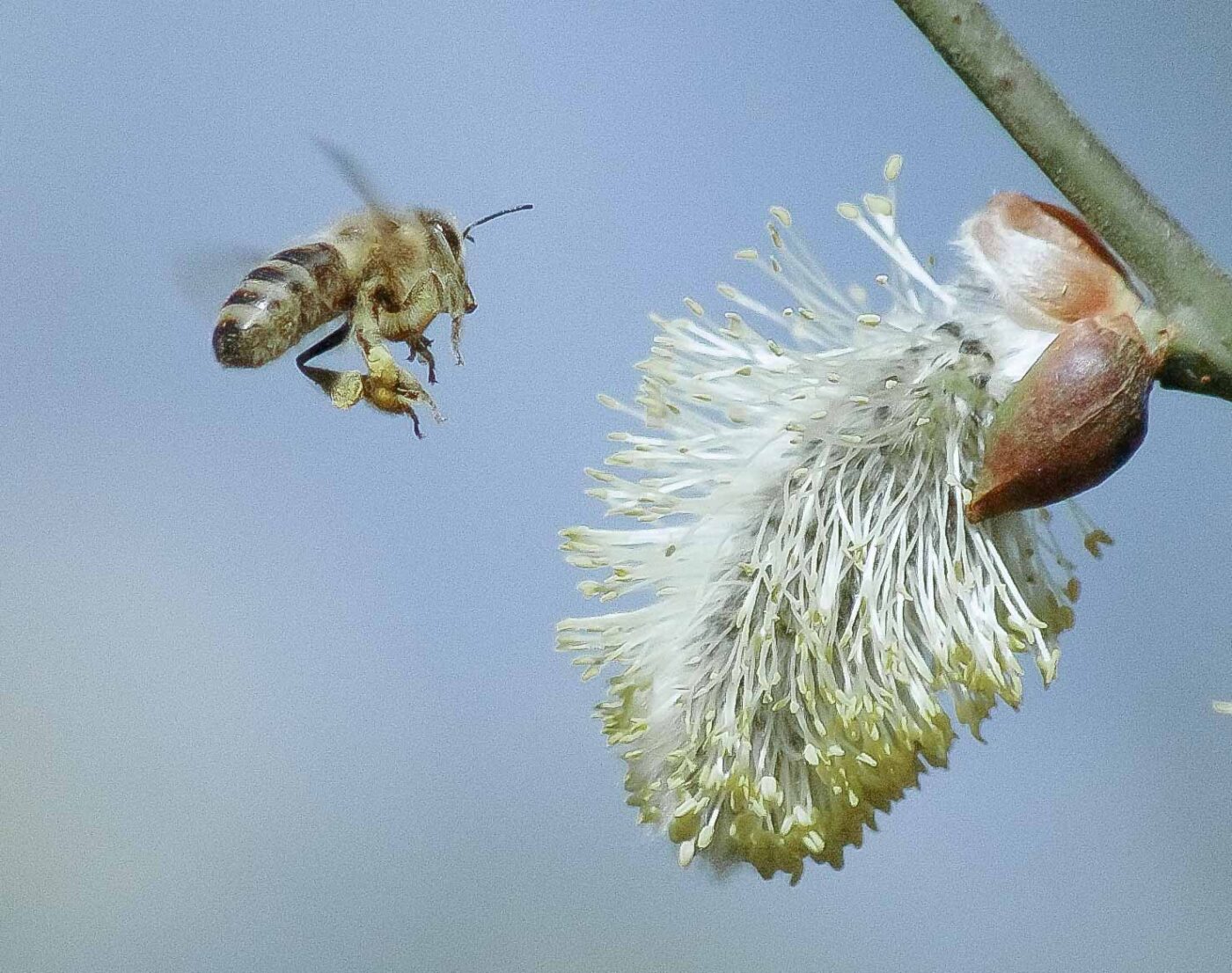 2016-04-10 - NSG Langeloh