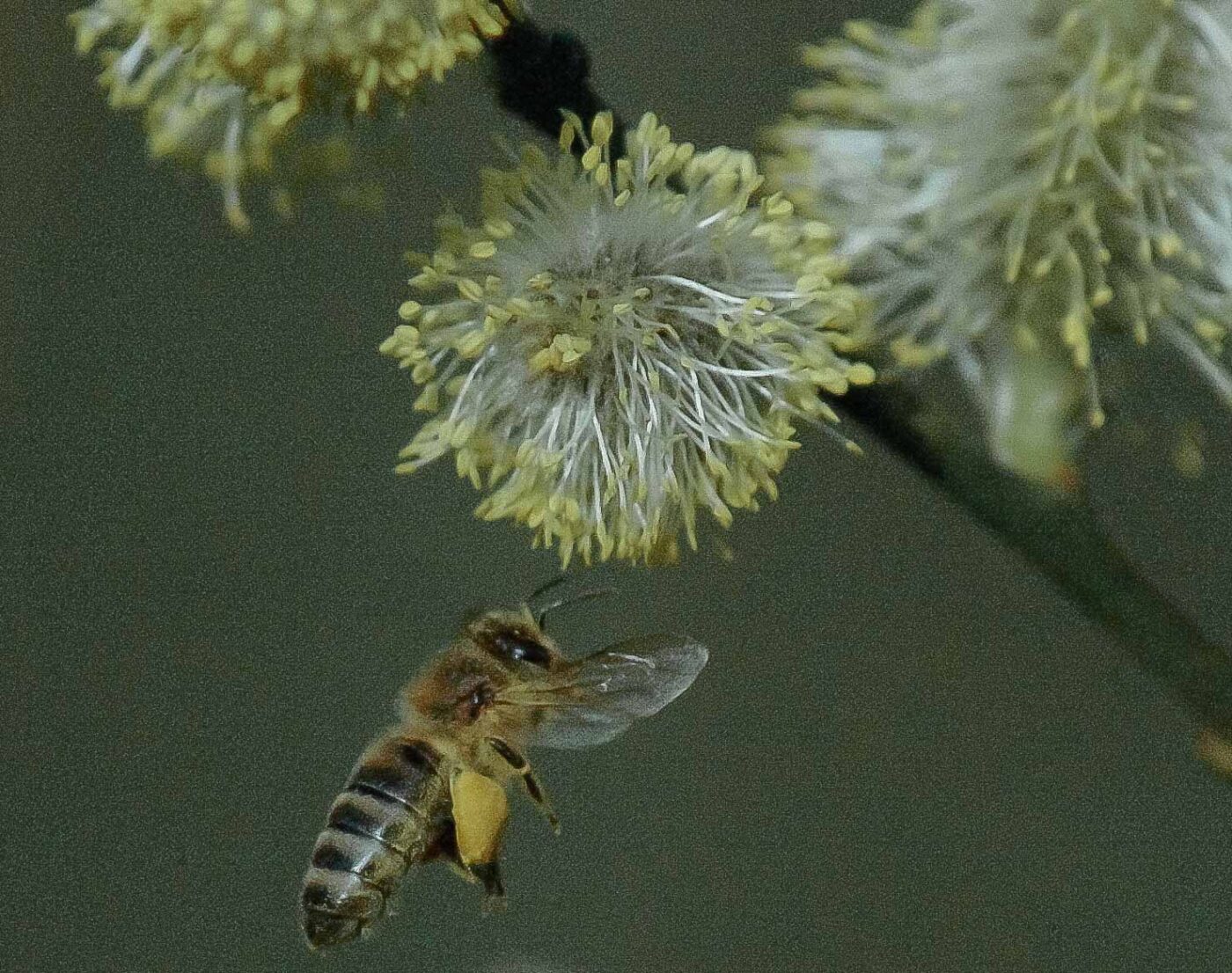 2016-04-10 - NSG Langeloh