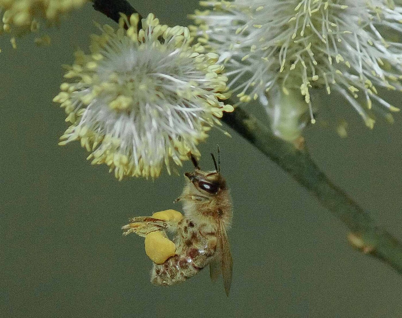 2016-04-10 - NSG Langeloh