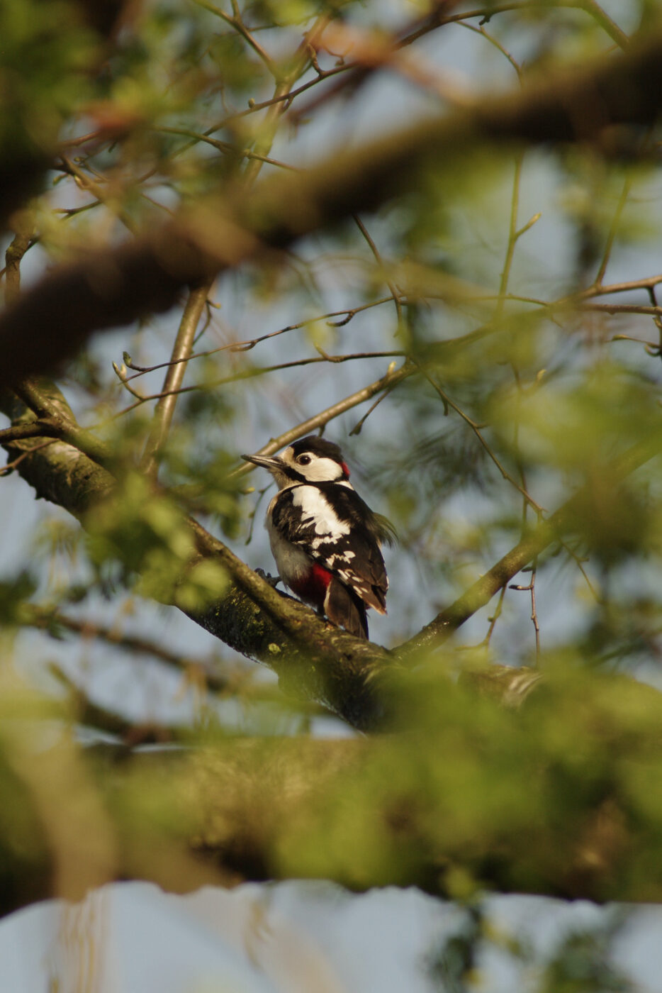 2016-04-10 - NSG Langeloh