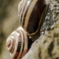 2016-04-17 - NSG Langeloh Herne