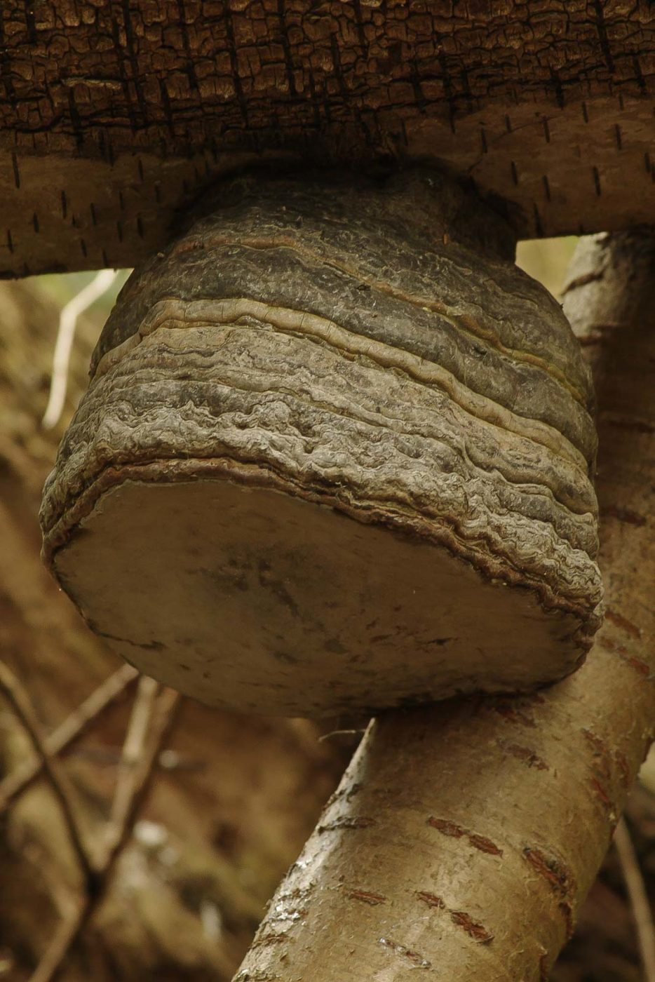 2016-04-17 - NSG Langeloh Herne