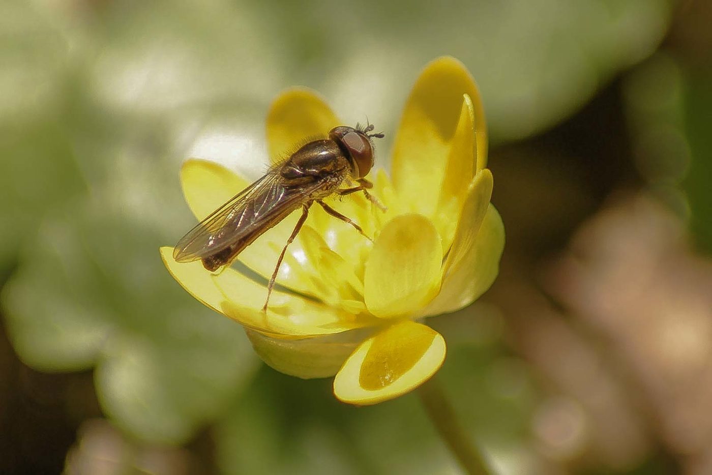 2016-04-17 - NSG Langeloh Herne