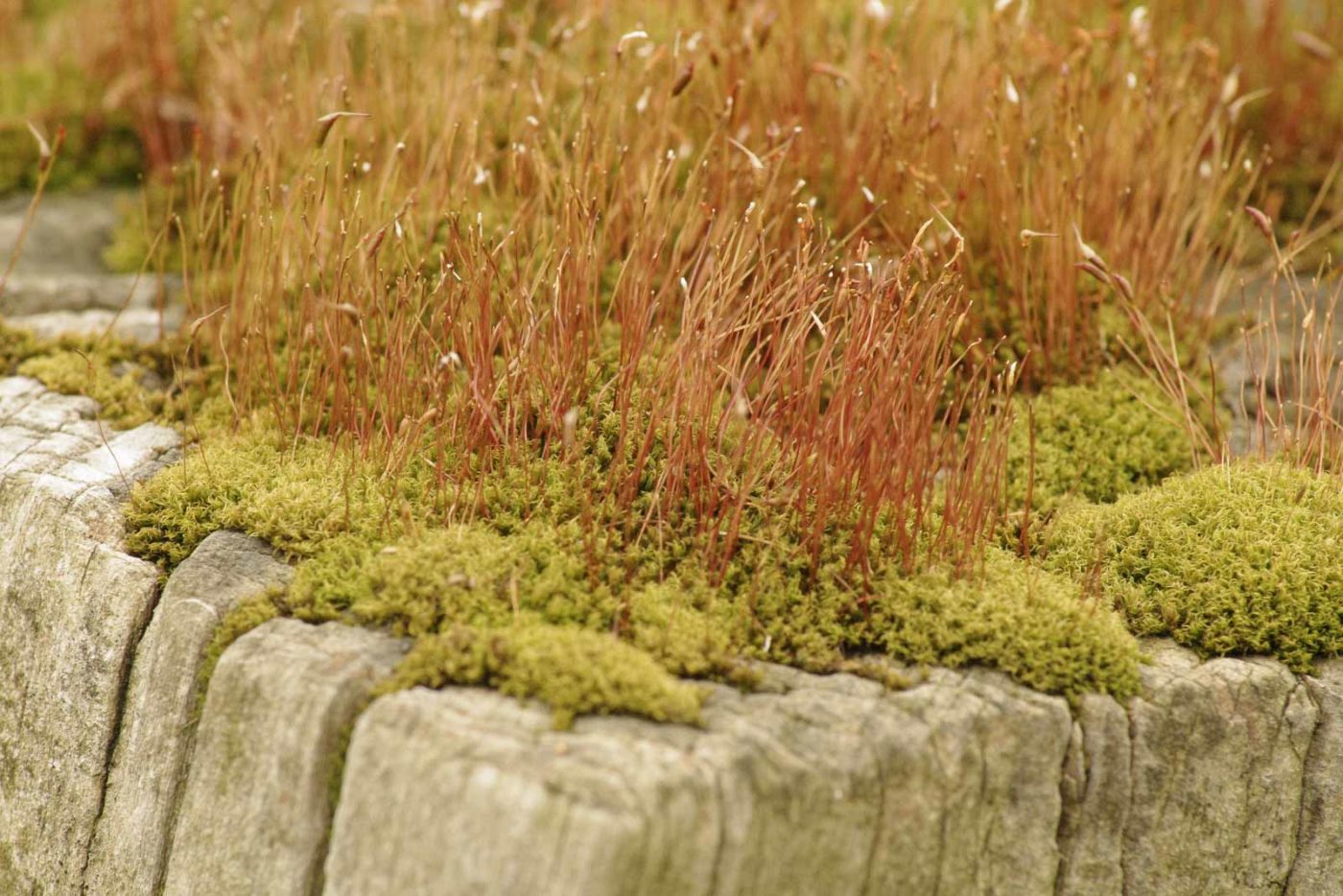 2016-04-17 - NSG Langeloh Herne