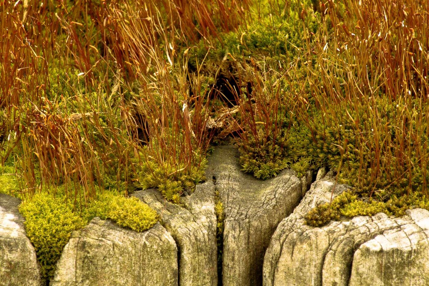 2016-04-17 - NSG Langeloh Herne