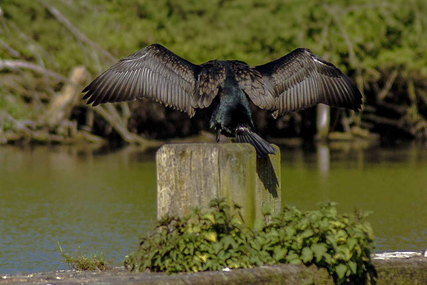 2016-04-21 - Uemminger See Bochum