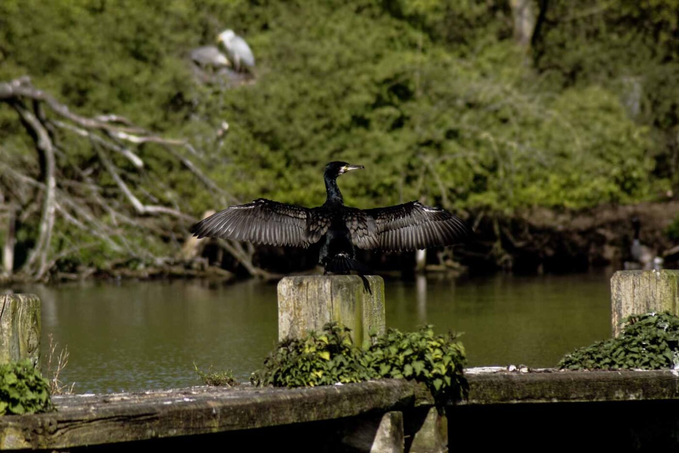 2016-04-21 - Uemminger See Bochum