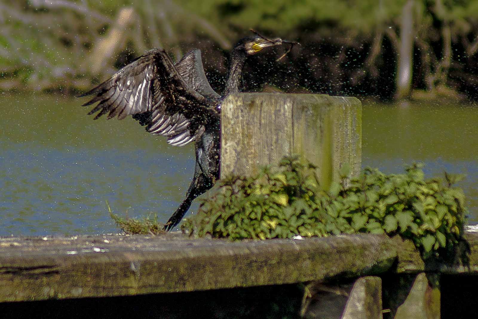 °2016-04-21 – Uemminger See Bochum – Kormorane bei der Balz°