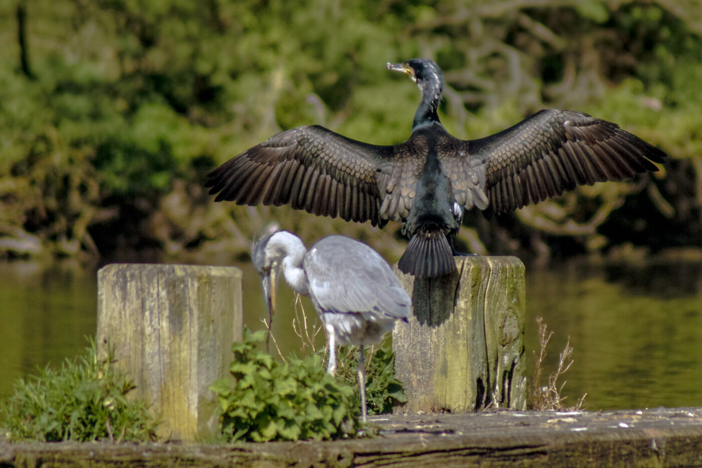 2016-04-21 - Uemminger See Bochum