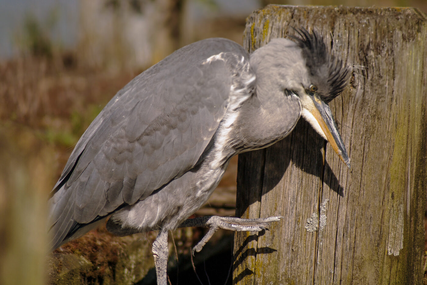2016-04-21 - Uemminger See Bochum