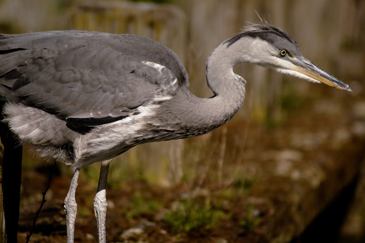 2016-04-21 - Uemminger See Bochum