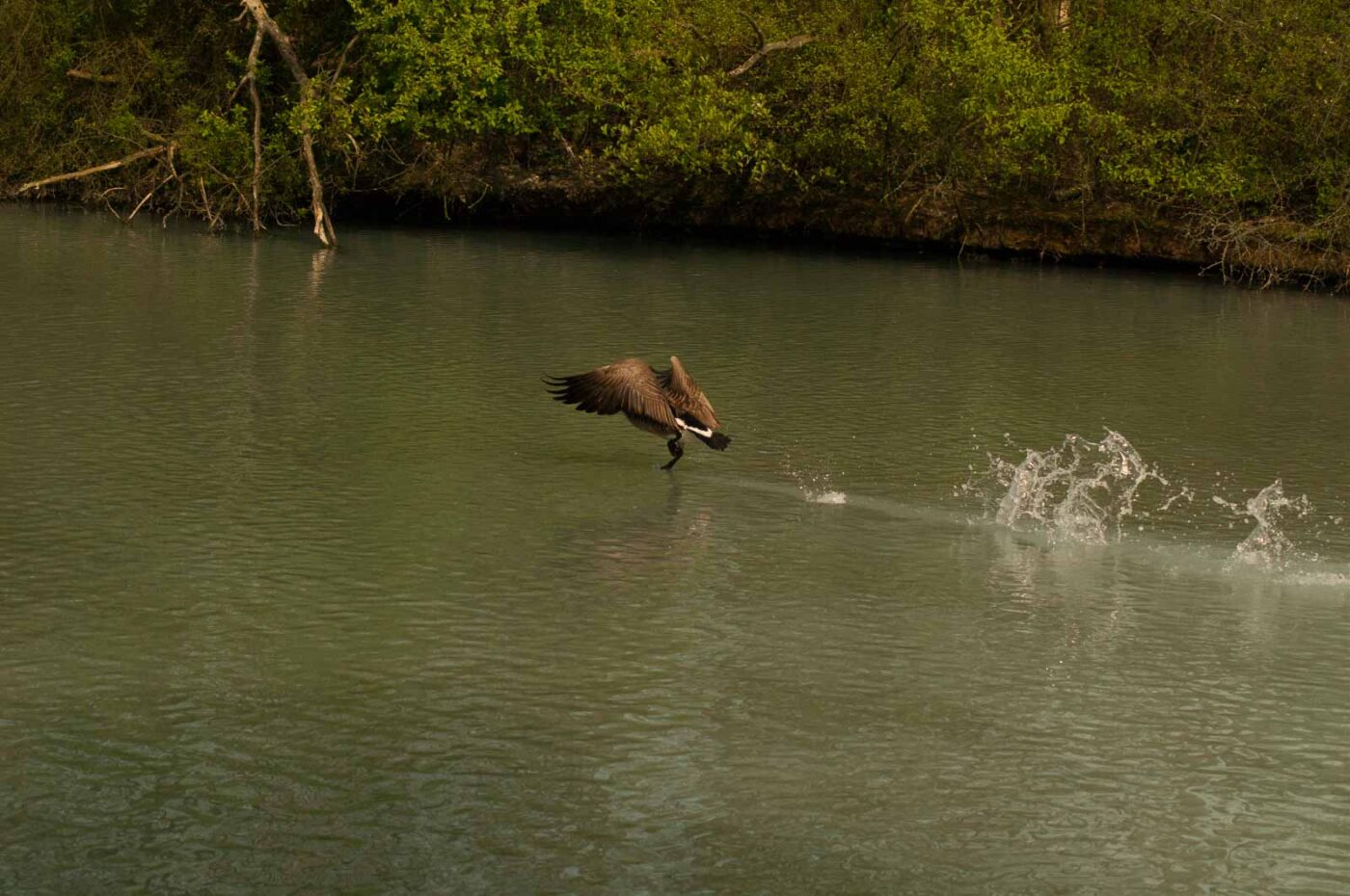 2016-04-22 - Harperner Teiche Bochum