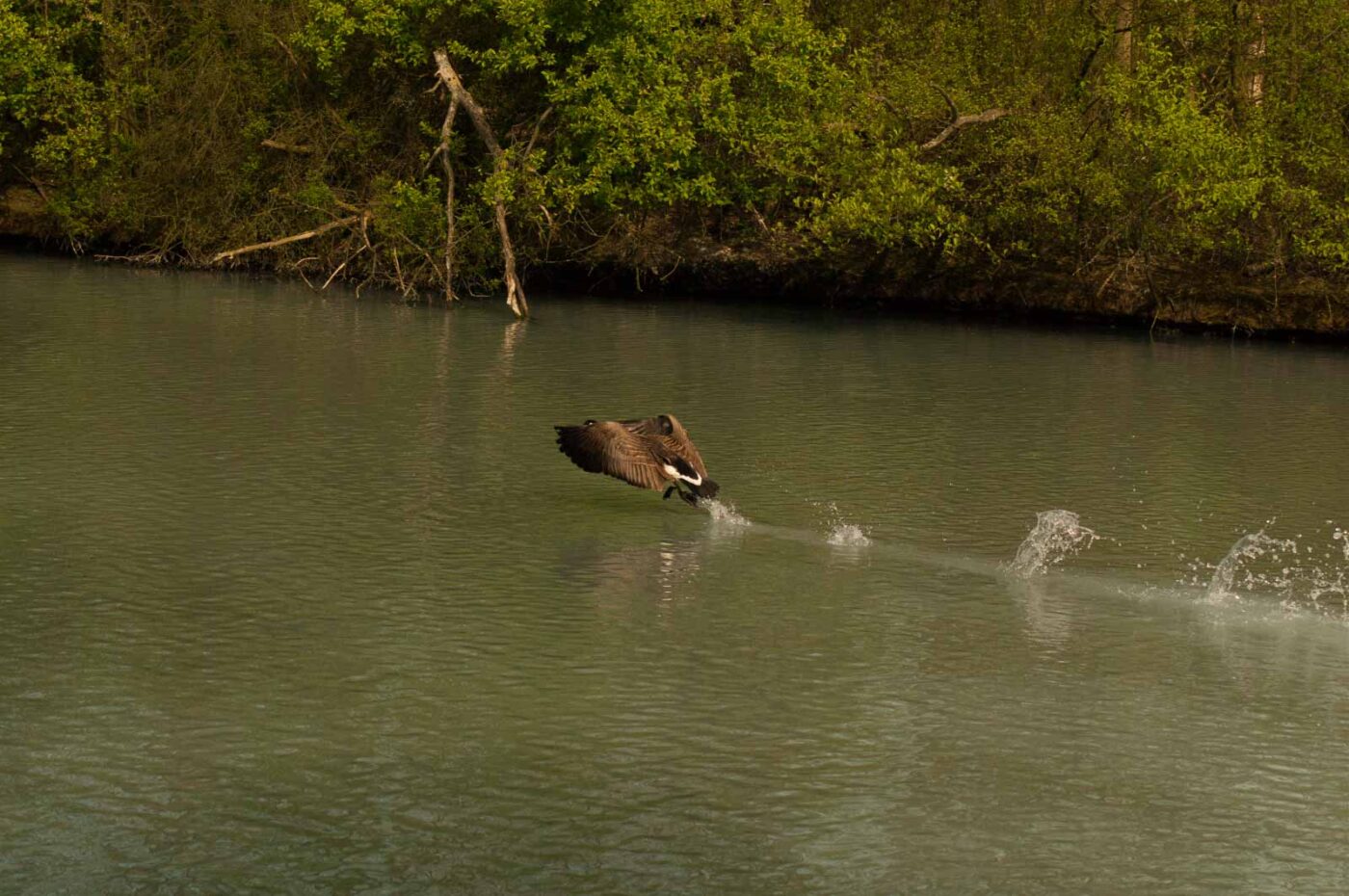 2016-04-22 - Harperner Teiche Bochum