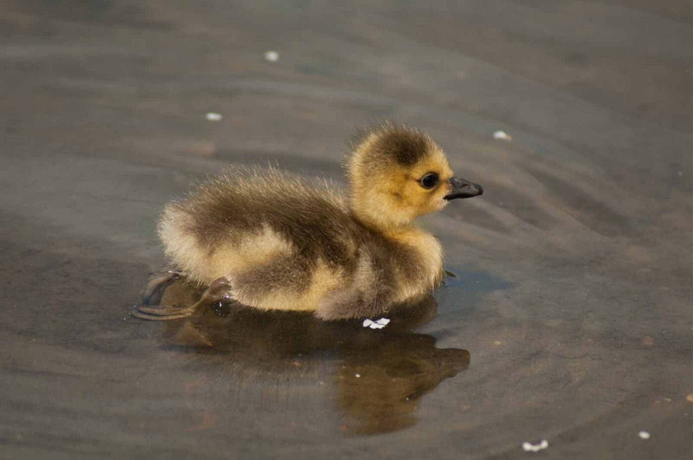 2016-04-22 - Harperner Teiche Bochum