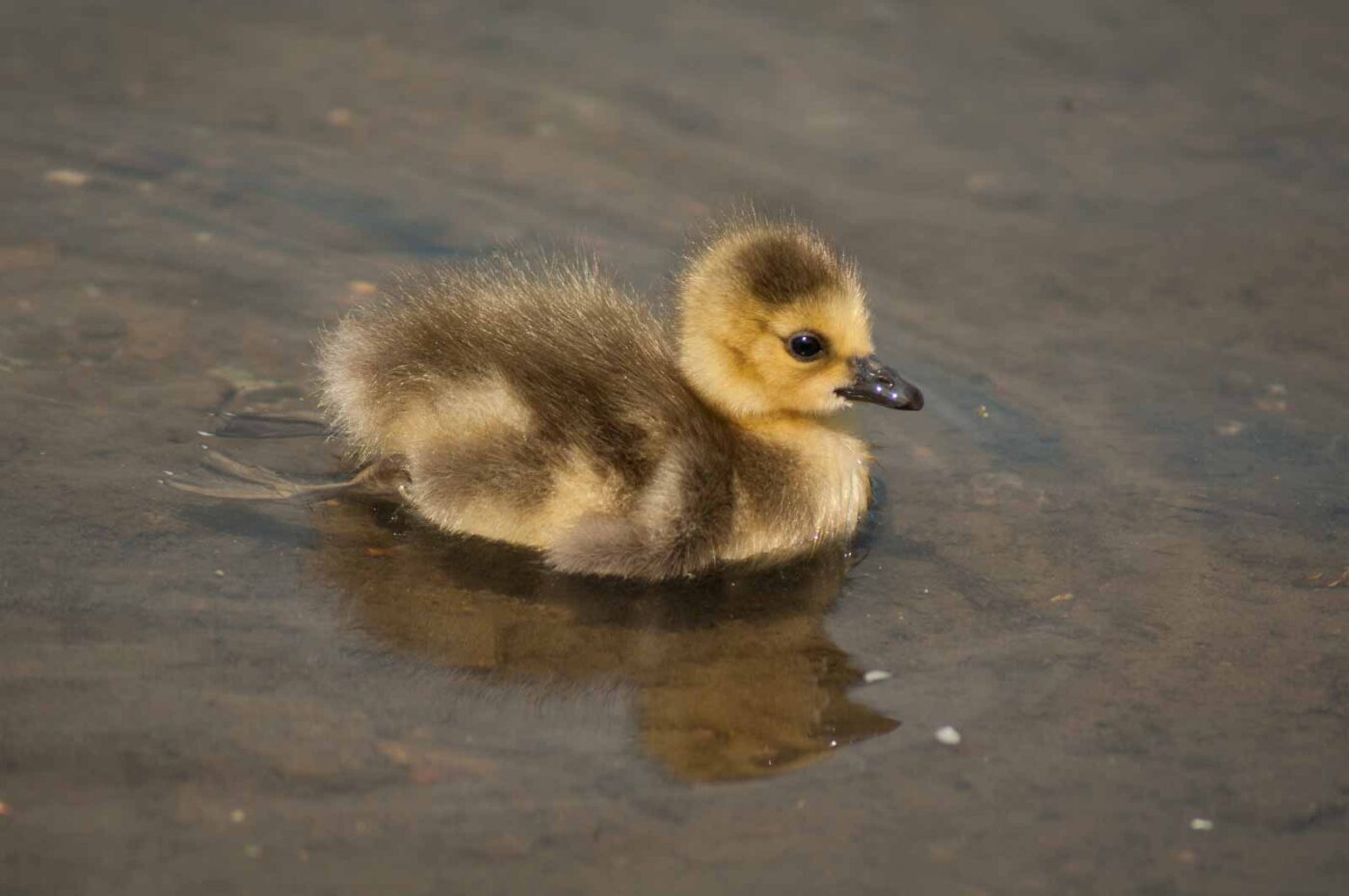2016-04-22 - Harperner Teiche Bochum
