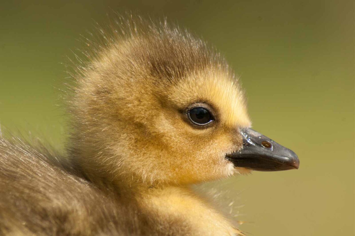 2016-04-22 - Harperner Teiche Bochum