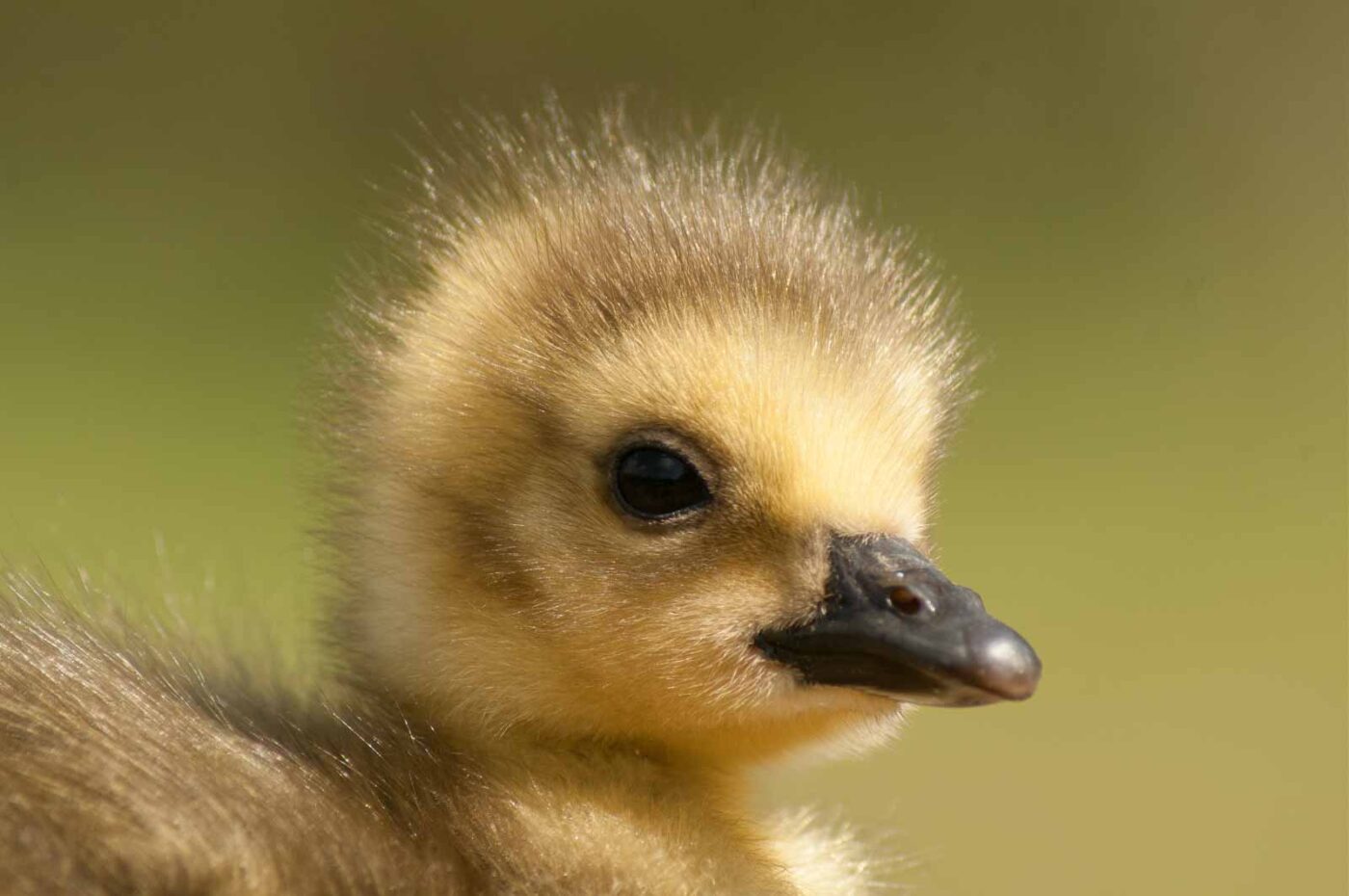 2016-04-22 - Harperner Teiche Bochum