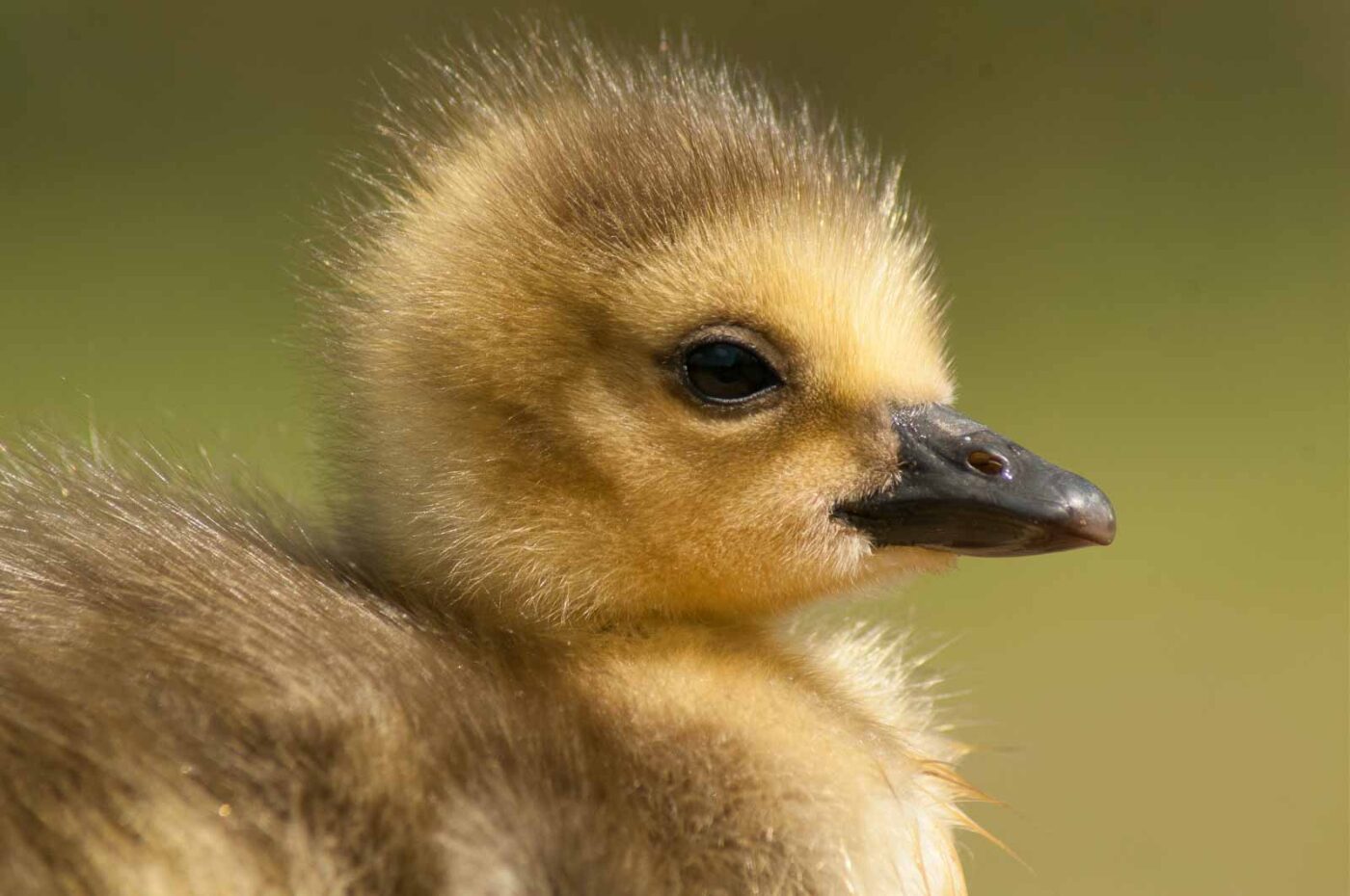 2016-04-22 - Harperner Teiche Bochum