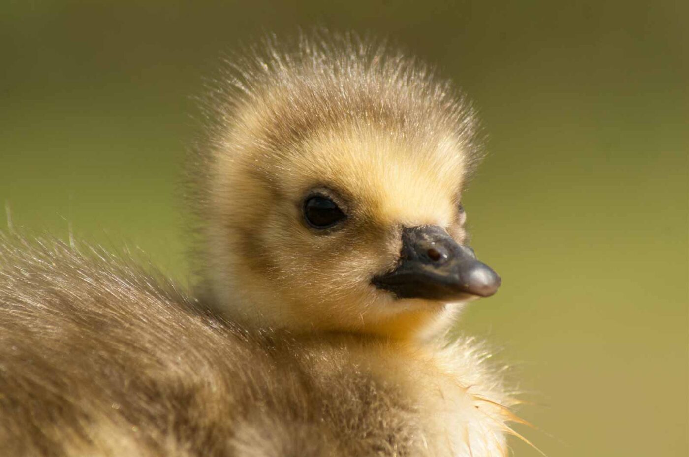 2016-04-22 - Harperner Teiche Bochum