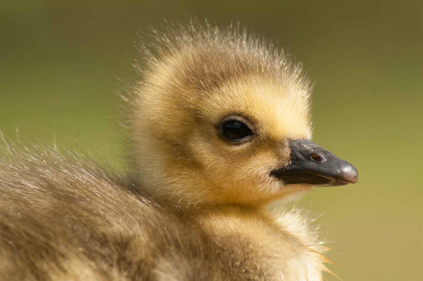 2016-04-22 - Harperner Teiche Bochum