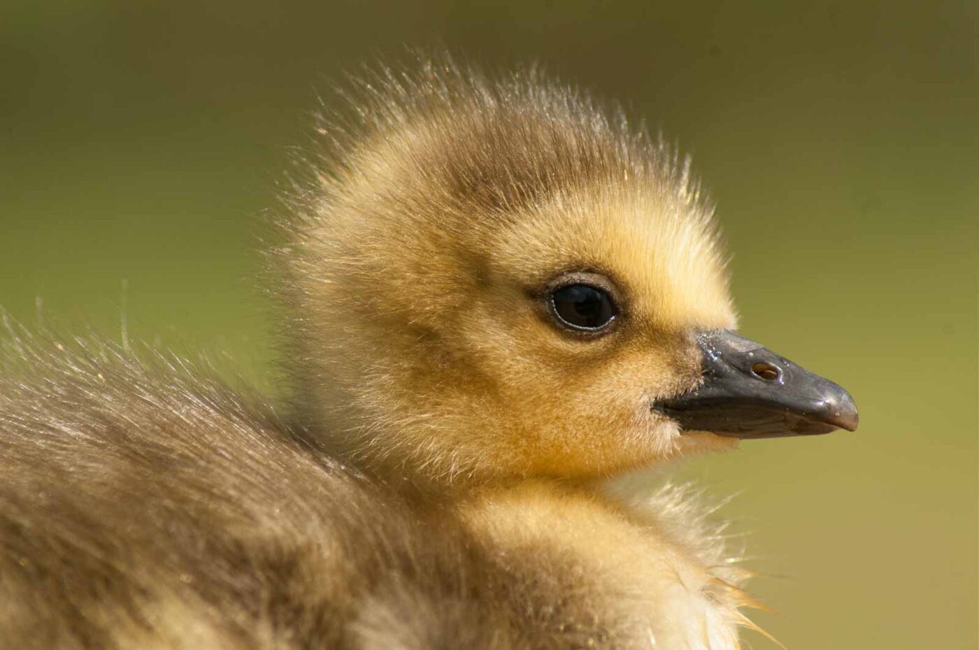 2016-04-22 - Harperner Teiche Bochum