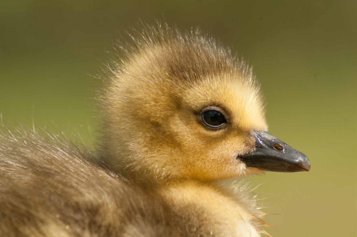 2016-04-22 - Harperner Teiche Bochum