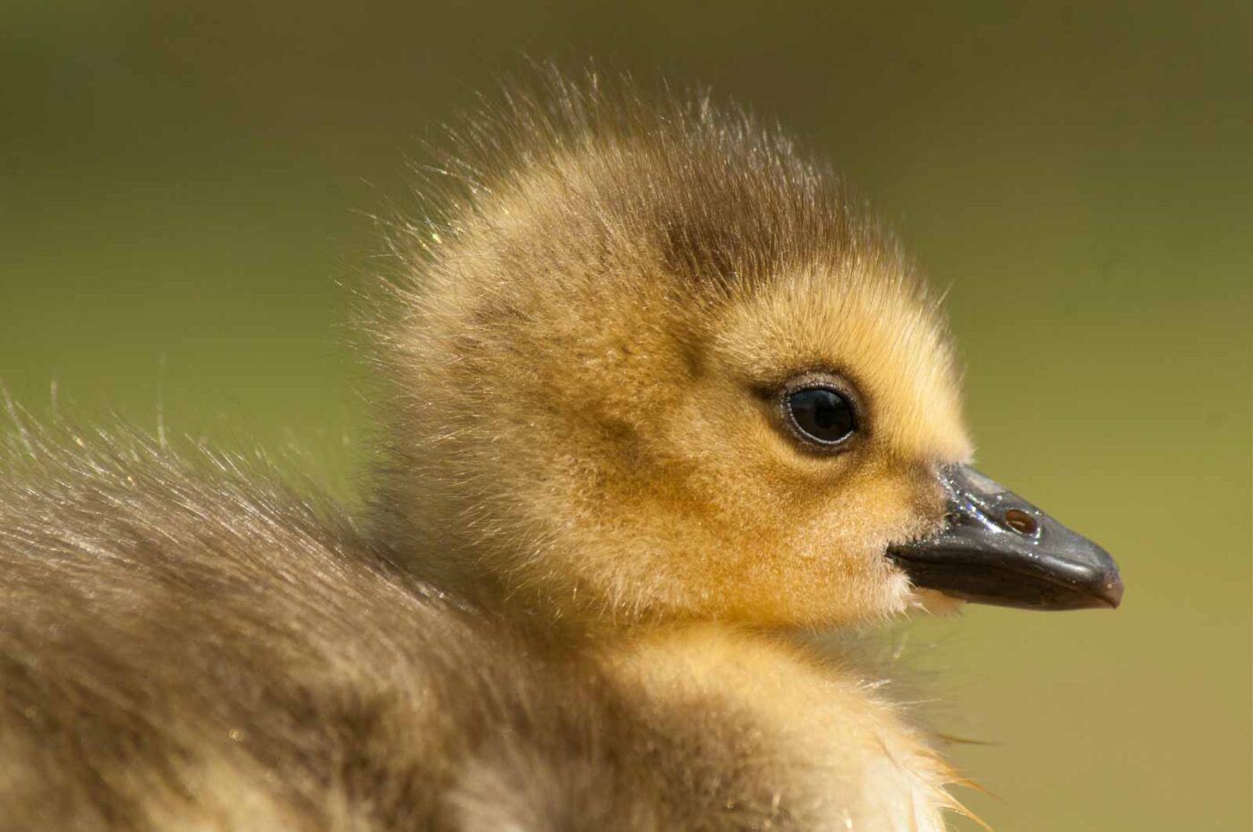 2016-04-22 - Harperner Teiche Bochum