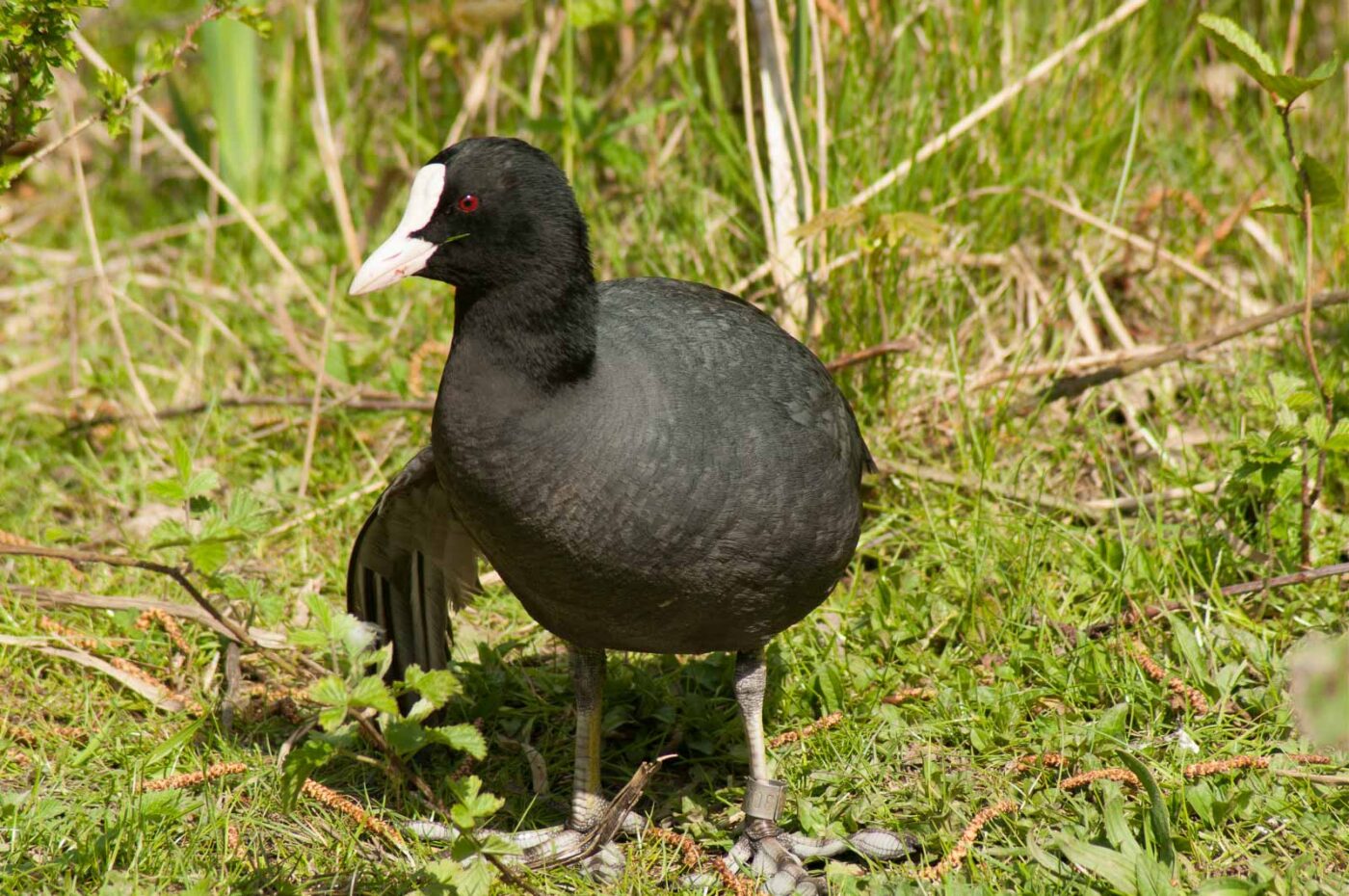 2016-04-22 - Harperner Teiche Bochum