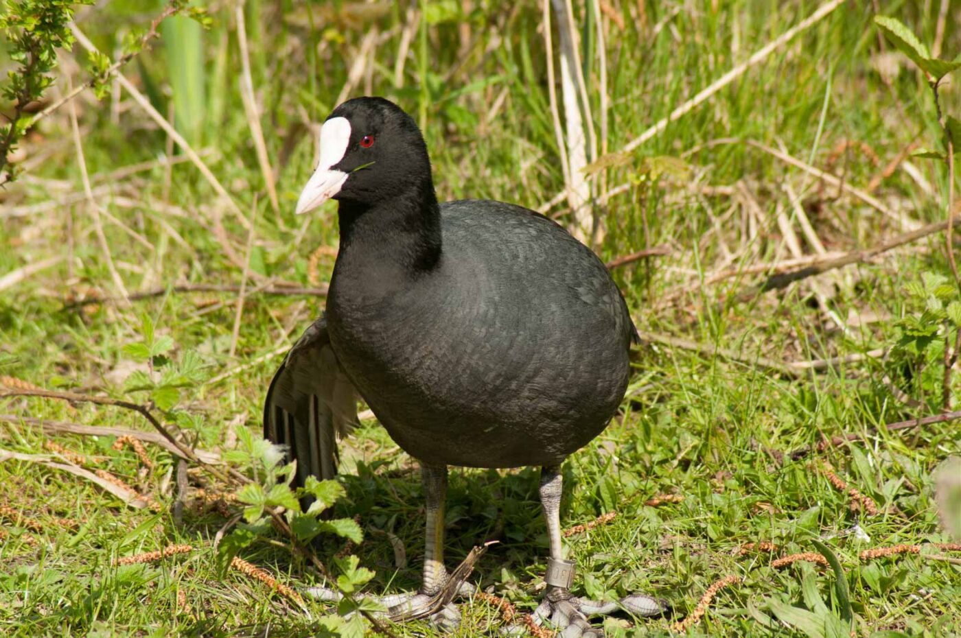 2016-04-22 - Harperner Teiche Bochum