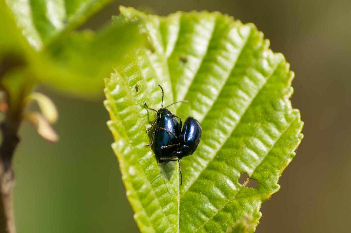 2016-04-22 - Harperner Teiche Bochum